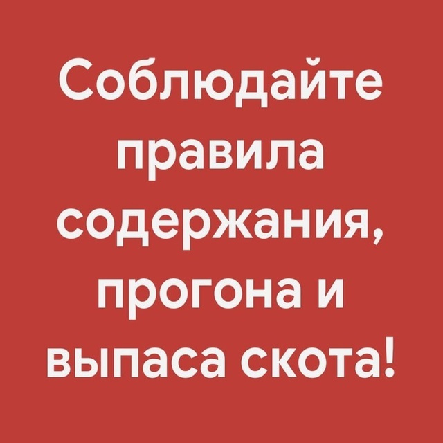 Выпас скота.
